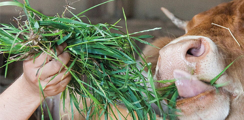 Hand mit einem Büschel Gras, das einer braunen Kuh zum Fressen hingehalten wird. Der Kopf der Kuh ist angeschnitten man sieht groß das Maul mit der Zunge.