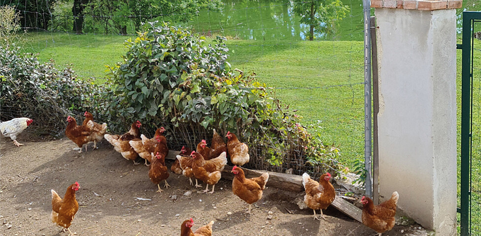 Gruppe von braun-weißen Hühnern in einem mit Maschendrahtzaun eingezäunten Gehege.