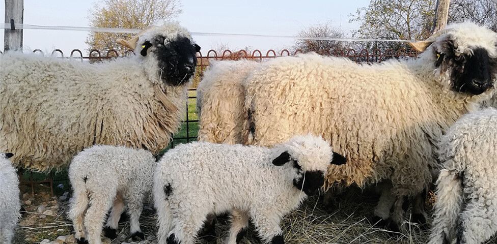 Schwarznasenschafe. 2 erwachsene Schafe mit 2 Babyschafen. das Fell der Schafe ist im Gesicht und auf den Ohrspitzen schwarz.