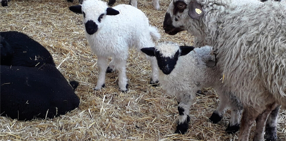 Drei Schwarznasenschafe stehen auf Stroh 2 Babyschafe und ein erwachsenes Schaf.